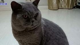 51今日吃瓜胖猫,胖猫带你领略网络热点新风向