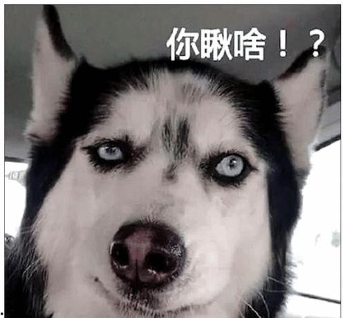 娱乐吃瓜酱二哈,揭秘娱乐圈那些不为人知的幕后故事