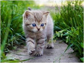 娱乐吃瓜小猫咪小说在线阅读